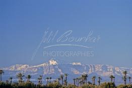 Image du Maroc Professionnelle de  La chaine de montagne du Haut Atlas enneigé surplombe la plaine du Haouz où de nombreux palmiers apportent à ce paysage un contraste très accentué, le palmier fait partie de l'identité de la ville de Marrakech, le 14 Mars 1985. (Photo / Abdeljalil Bounhar) 